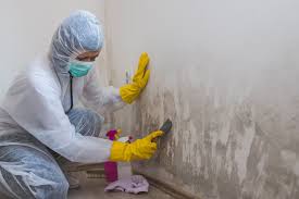 Biohazard Mold Removal in New Berlin, IL